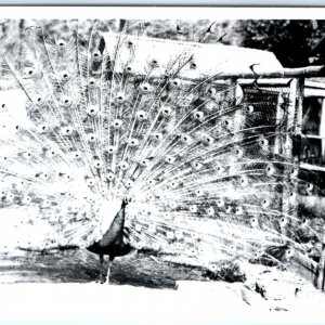 c1950s Klamath Falls, IA Peacock RPPC Moore Park Real Photo Buds A131