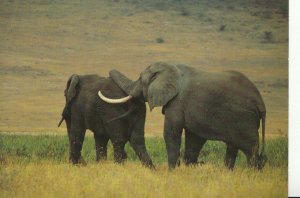 Animal Postcard - Elephants - African Wildlife - Ref AB3035