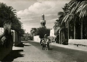 iraq, BASRA BASRAH ‏البصرة‎‎ , On the Road to Fao (1960s) RPPC Postcard 