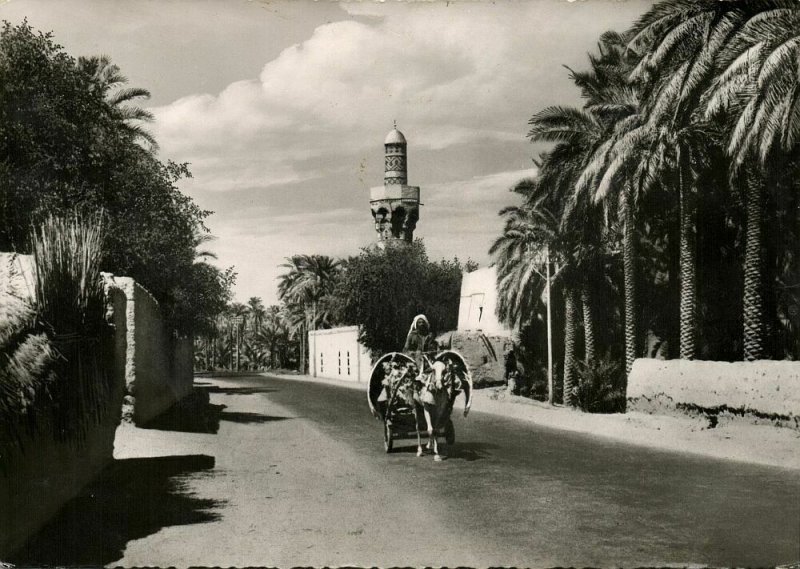 iraq, BASRA BASRAH ‏البصرة‎‎ , On the Road to Fao (1960s) RPPC Postcard