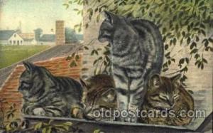 Cat, Cats Postcard Post Card  