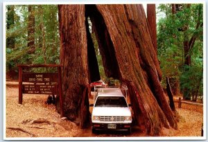 Postcard - Original Drive-Thru Three, Shrine Drive-Thru Tree Park - California