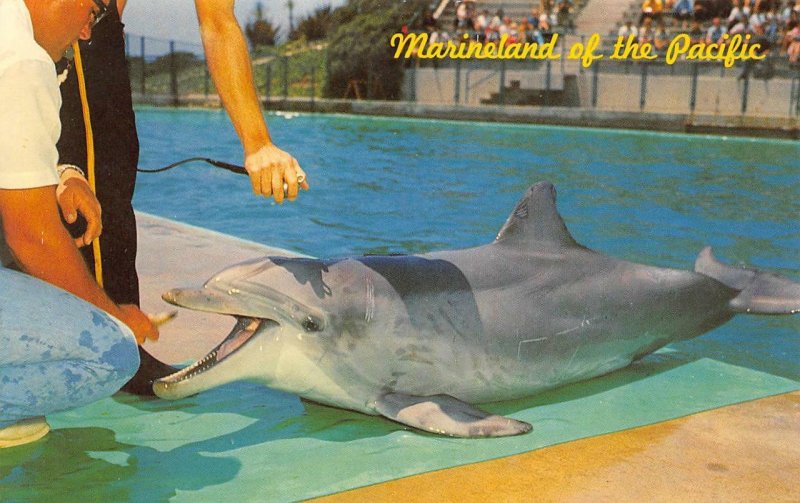 Marineland of the Pacific, CA Flipper the Talking Dolphin ca 1960s Postcard