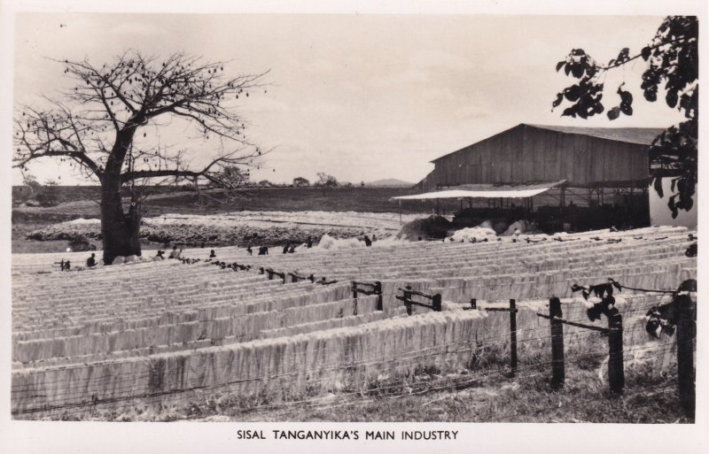 Sisal Plantation Tanganyikas Tanzania Vintage Real Photo Postcard