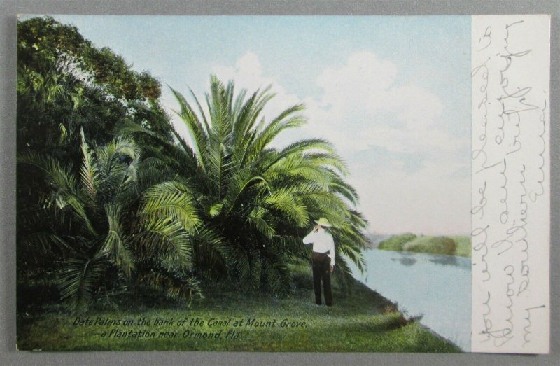 Date Palms On Bank Of Canal, Mount Grove Plantation, Ormond FL Postcard (#6811)