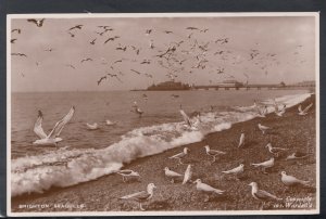 Sussex Postcard - Brighton Seagulls     HM332