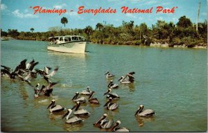 Flamingo Canal Everglades National Park FL Sightseeing Boat Pelicans Postcard