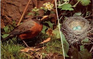 Robin - Nest & Eggs - [MX-659]