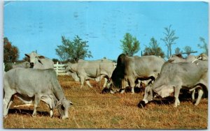 Postcard - Brahman Cattle