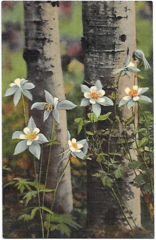 Colorado Columbines State Flower Growing Among Aspen Trees