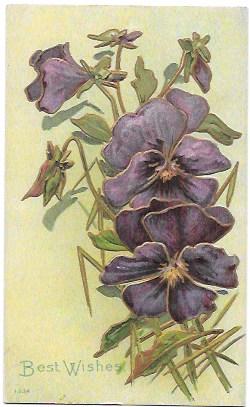 Beautiful flowers - Violets.  Embossed card