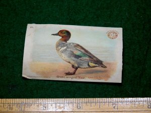 1870s-80s Arm & Hammer Game Bird - Green Winged Teal Victorian Trade Card F15