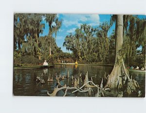 Postcard Cypress Knees & Trees Lake Eloise Cypress Gardens Florida USA