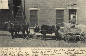 Black Americana - Lynchburg VA Oxen Cart c1910 Postcard