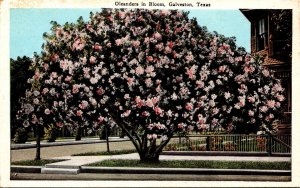 Texas Galveston Oleanders In Bloom