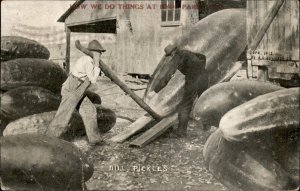 Hyde Park MA Massachusetts Farming Exaggeration Dill Pickles Vintage Postcard