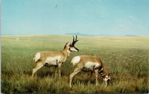 Edmonton Alberta Pronghorn Habitat Group Provincial Museum Archives Postcard H59