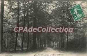 Postcard Old Saint Amand L'Allee des Hetres