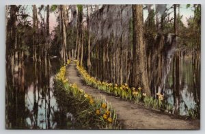 Cypress Gardens Charleston SC South Carolina Hand Colored Postcard P22