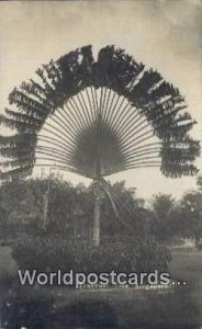 Real Photo Traveller Tree Singapore Malaya, Malaysia Unused 