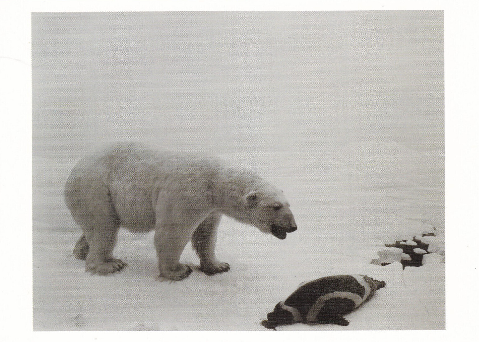 New York City Museum Of Modern Art Polar Bear Hiroshi Sugimoto Japanese ...