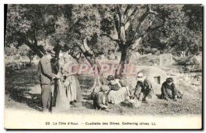 Old Postcard The Cote d & # 39Azur Olive Harvest