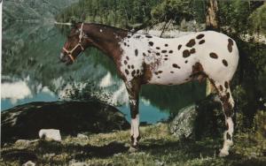 Appaloosa Horse Postcard Stallion Equine Never Used