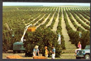 Harvesting Oranges,FL