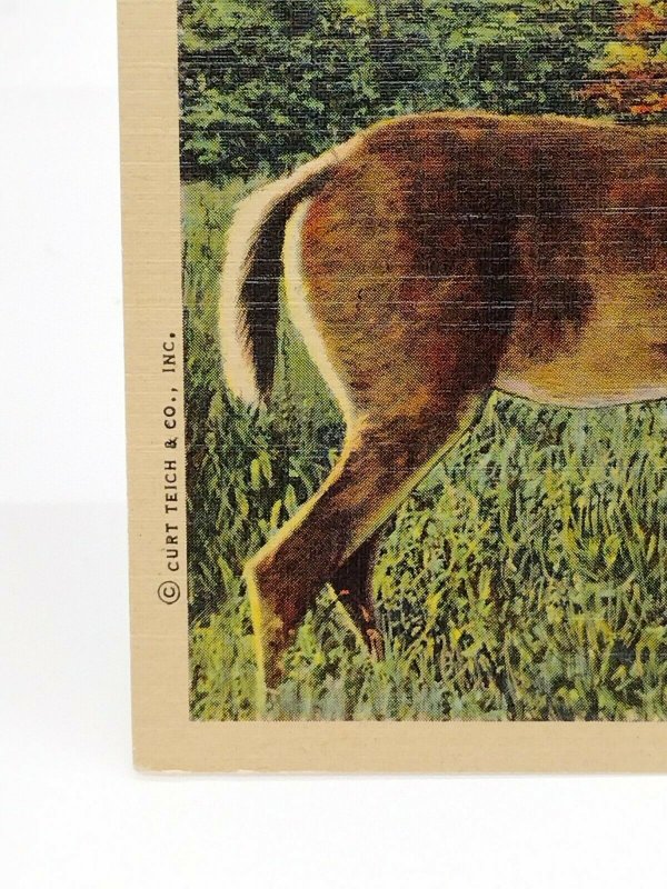 Postcard Deer Whitetail Doe with Fawn Linen Unposted Wildlife Scene