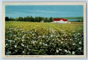 Prince Edward Island Canada Postcard Field Of Potatoes Bedeque 1956 Vintage