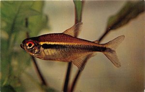 US51 postcard fish Hyphessobrycon herbertaxelrodi Black Neon Tetra Brazil