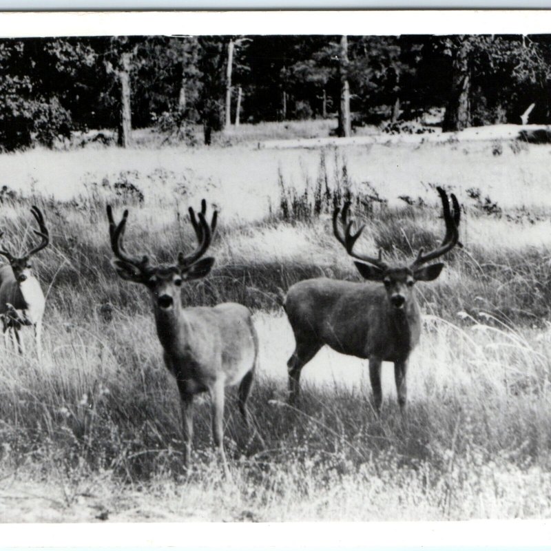 c1940s Dear oh Deer Velvet Buck Horns Frashers RPPC Real Photo Postcard Cute A92