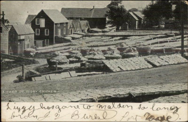 Digby Nova Scotia Yard of Chicken c1910 Postcard