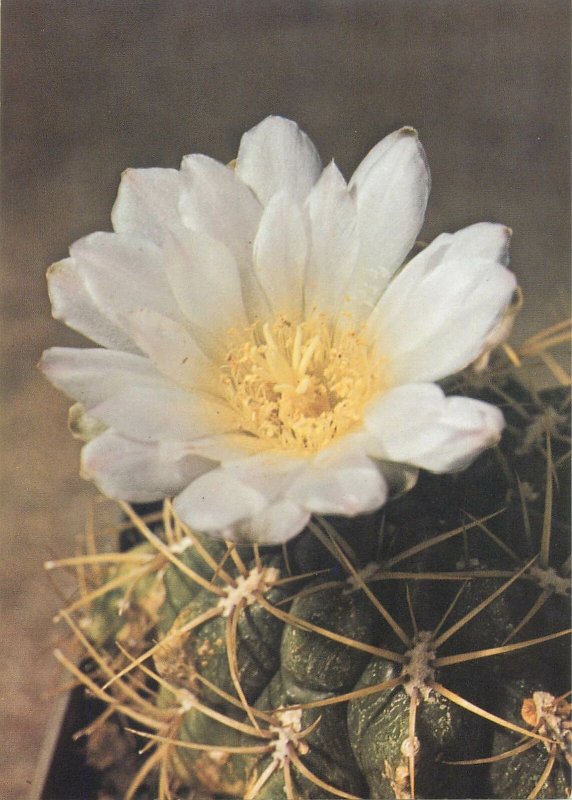 Cactus flowers plants detail Post card Gymnocalycium monvillei