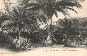 Nice France, Cannes, Allee De Palmiers, Palm Trees, Swaying Palms, Postcard