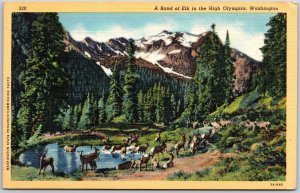 A Band Of Elk In The High Olympics Washington Mountain Attractions Postcard