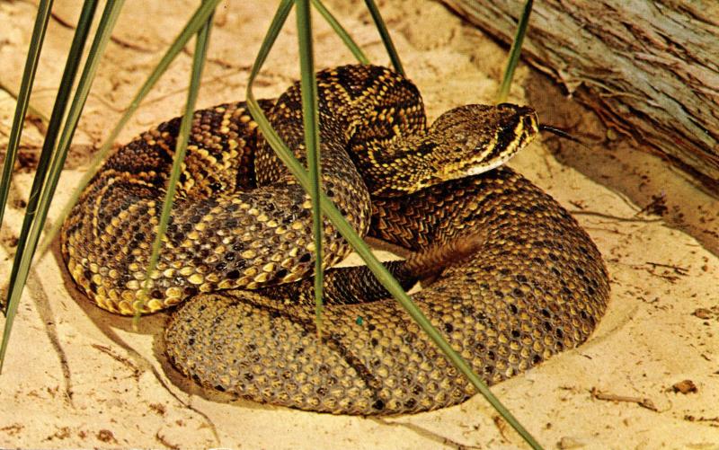 Eastern Diamond-Back Rattlesnake 