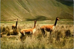 VINTAGE CONTINENTAL SIZE POSTCARD VICUNAS ON THE BOLIVIAN HIGHLANDS 1977