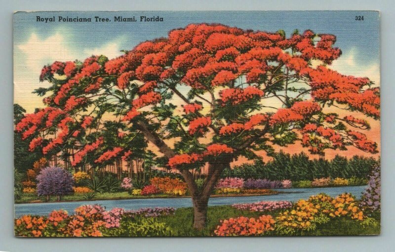 Royal Poinciana Tree Miami Florida Postcard