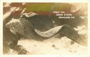 California Marineland 1940s Amusement Moray Eel RPPC Photo Postcard 22-3306