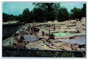 c1960 Monkey Island Brackenridge Park San Antonio Texas Vintage Antique Postcard 