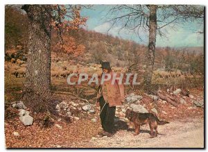 Postcard Modern Belles Images of Provence Old Provencal Folklore Sheep Dog