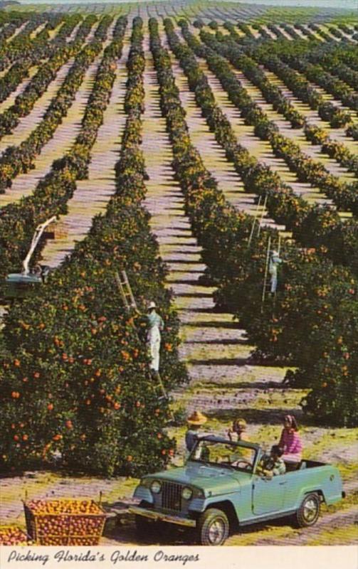 Florida Typical Orange Picking Scene In Mid Winter