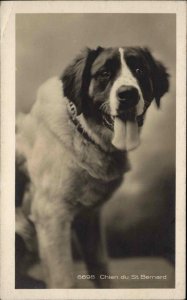 Dog St. Bernard Tongue Out c1910 Real Photo Postcard