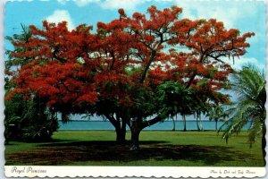 Royal Poinciana, flaming color on the banks of the Caloosahatchee River - FL