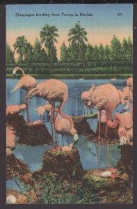 Flamingos feeding their Young in Florida pm1956 - Linen
