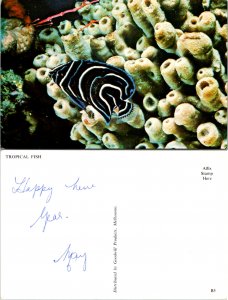 Tropical Fish (15420