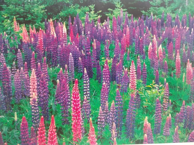 Postcard Arctic Lupine, Alaska 