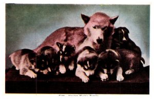 Dog , Alaskan Huskie Family