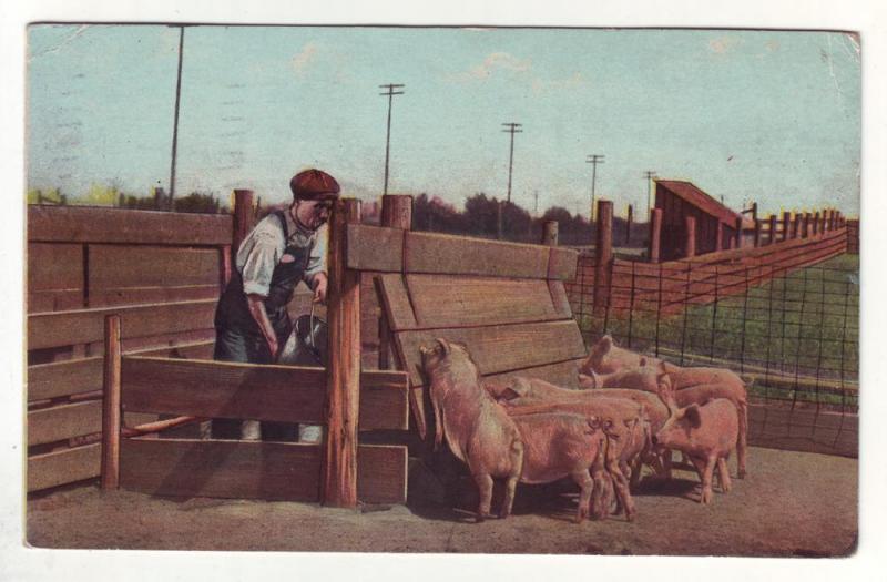 PC30 JLs postcard 1913 pm man feeding pigs from indiana